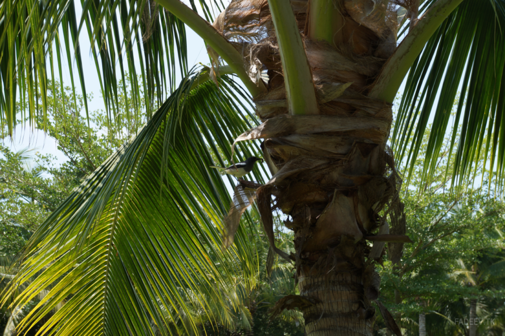 Bird on a coconut palm tree in Da Dong Hai Park, Sanya, Hainan, China